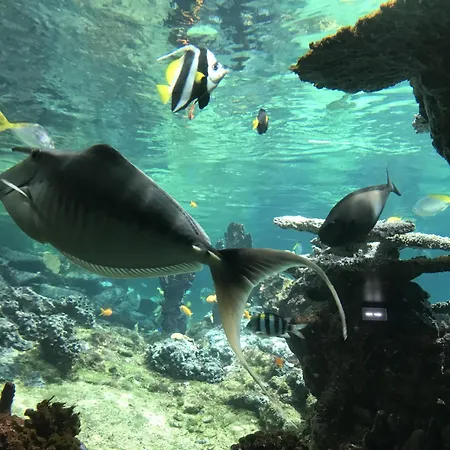 Maison Familiale Proche Nausicaa 펜션 볼로뉴쉬르메르