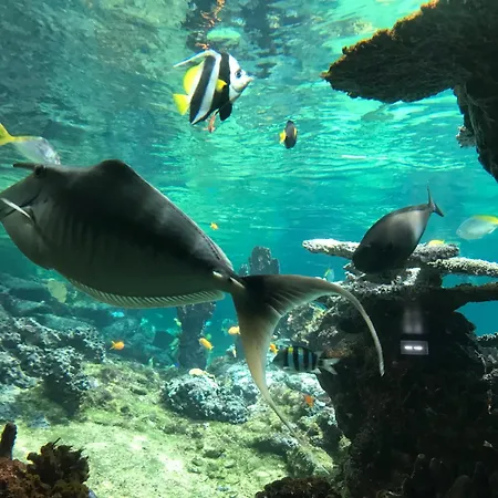 Maison Familiale Proche Nausicaa Hébergement de vacances