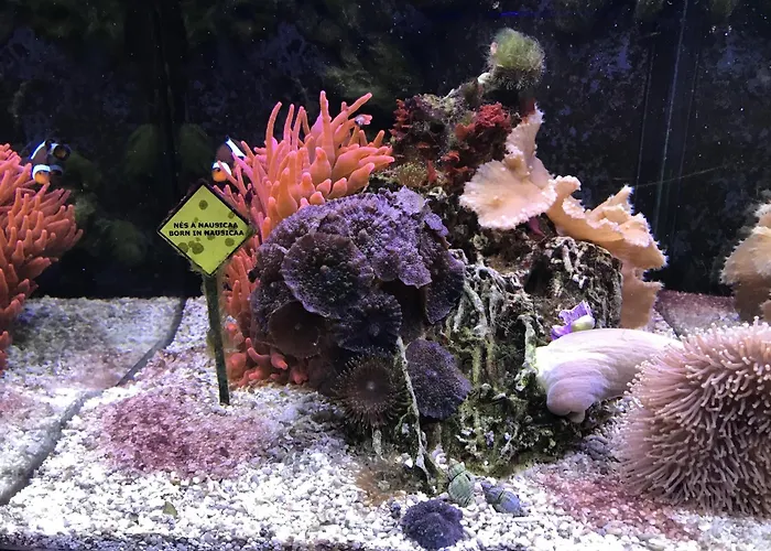 Maison Familiale Proche Nausicaa *